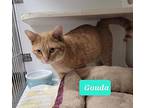 Gouda, Domestic Shorthair For Adoption In Richmond, Indiana