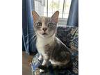 Camille, Domestic Shorthair For Adoption In Van Nuys, California