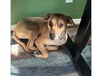 Perdita, Staffordshire Bull Terrier For Adoption In Denver, Colorado