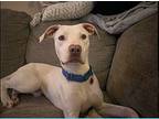 Pongo, Staffordshire Bull Terrier For Adoption In Denver, Colorado