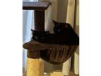 Tc (bonded To Brother Beau'hannon), Domestic Shorthair For Adoption In Los Altos