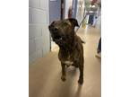 Nana, American Pit Bull Terrier For Adoption In Lafayette, Indiana