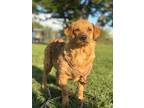 Celeste, Welsh Terrier For Adoption In Sarasota, Florida