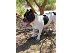 Alamo, American Pit Bull Terrier For Adoption In Jamul, California