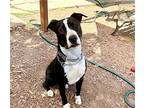 Wedge, American Staffordshire Terrier For Adoption In San Juan Capistrano