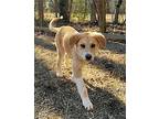 Chloe, Labrador Retriever For Adoption In Greenville, South Carolina