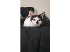 Princess, Domestic Shorthair For Adoption In Miami, Florida