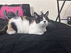 Cora, Domestic Shorthair For Adoption In Miami, Florida