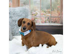 Hercules, Dachshund For Adoption In Fort Worth, Texas