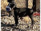 Chili, American Pit Bull Terrier For Adoption In Junction, Utah