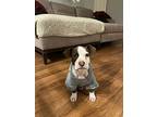 Ebenezer Cheeky, Staffordshire Bull Terrier For Adoption In Provo, Utah