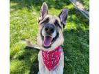 Adopt Choco Taco a German Shepherd Dog