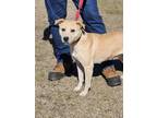 Honey, Labrador Retriever For Adoption In Clinton, North Carolina