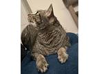 Quincy, Domestic Shorthair For Adoption In Fort Worth, Texas