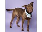 Adopt Lover Boy a American Staffordshire Terrier, Mixed Breed