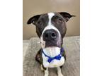 Adopt Yoshi 40833 a Pit Bull Terrier