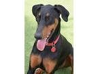 Leo 3181, Doberman Pinscher For Adoption In Oakland Park, Florida