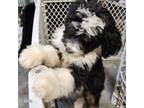 Mutt Puppy for sale in Alexander City, AL, USA