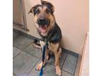 Adopt Snoot Dogg a German Shepherd Dog