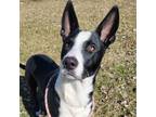 Adopt Ace a Border Collie