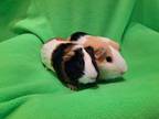 Adopt Lancelot and Lorenzo a Guinea Pig