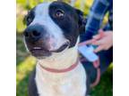 Adopt WALLY a Mixed Breed