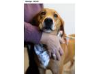 Adopt George a Mixed Breed