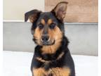 Adopt Shanti a German Shepherd Dog, Corgi