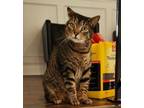 Adopt Bam Bam a Domestic Short Hair, Tabby