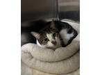 Adopt Beerus a Domestic Short Hair