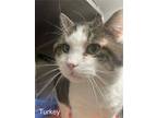 Adopt Turkey (Fiv+) a Domestic Short Hair