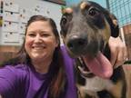 Adopt Ben - in Maine a Great Pyrenees, Shepherd