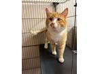 Adopt Charmer a Domestic Short Hair