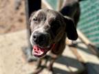 Adopt SIMON a Labrador Retriever, Mixed Breed