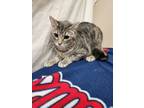 Adopt Sprout a Domestic Short Hair