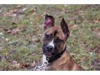 Adopt Bullet a Pit Bull Terrier