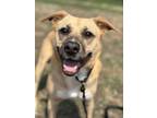 Adopt Curry a Black Mouth Cur, Mixed Breed