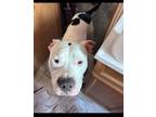 Adopt SF-Whitey a Pit Bull Terrier