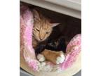 Adopt Bo a Domestic Short Hair