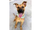 Adopt Opie a Mixed Breed