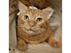 Adopt Morris a Domestic Short Hair