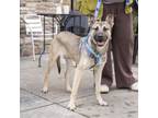 Adopt Cookie Bandit a Mixed Breed, Shepherd