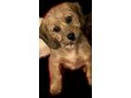 Adopt Rocco a Wirehaired Dachshund