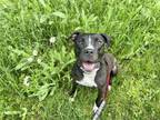 Adopt PAXTON HALL YOSHIDA a Pit Bull Terrier, Mixed Breed