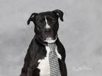 Adopt PAXTON HALL YOSHIDA a Pit Bull Terrier, Mixed Breed