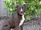 Adopt PAXTON HALL YOSHIDA a Pit Bull Terrier, Mixed Breed
