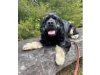 Adopt Archie a Cocker Spaniel