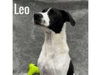 Adopt Leo a Pointer