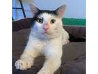 Adopt Cooper a Domestic Short Hair