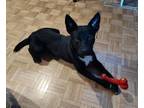 Adopt BARKLEY a Australian Kelpie, Mixed Breed